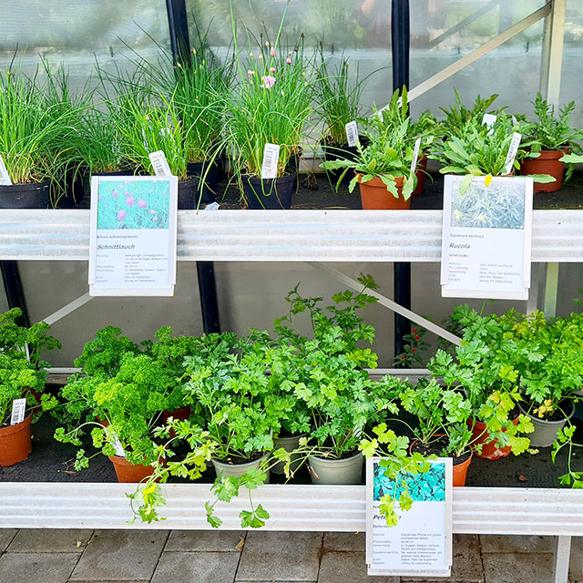 Sales area with herbs
