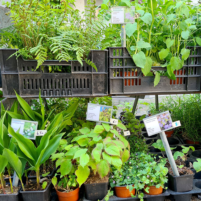 Auswahl von Pflanzen