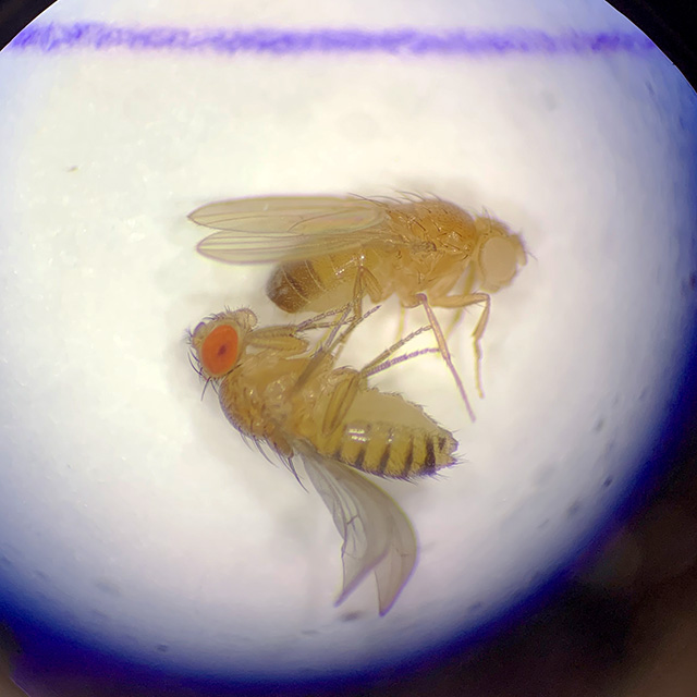 Zwei Fruchtfliegen unter Mikroskop